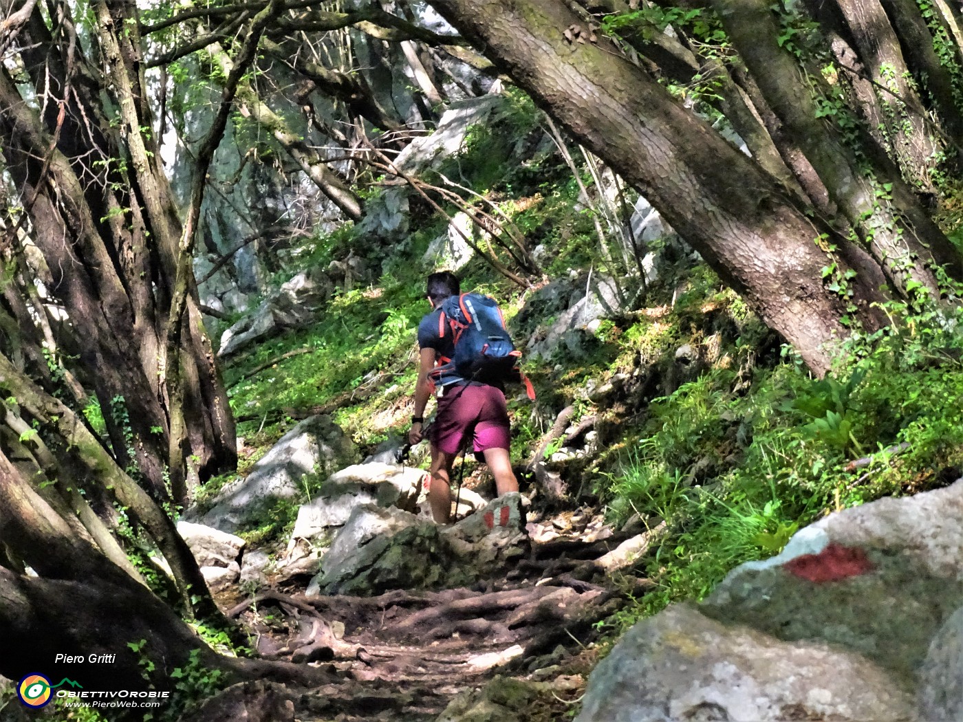 09 Salendo da Roncola al Linzone sul sent. 571 in bei boschi di carpini neri.JPG